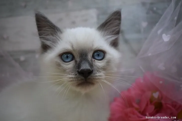 ID:2009-00723の子猫