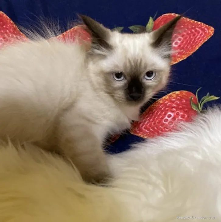 ID:2311-00195の子猫