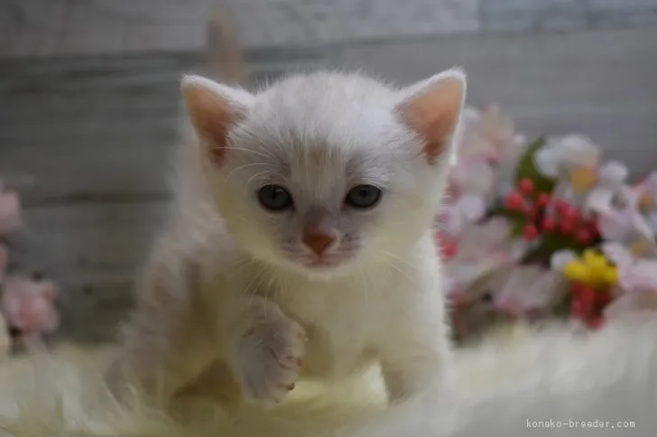 ID：2004-01661の子猫