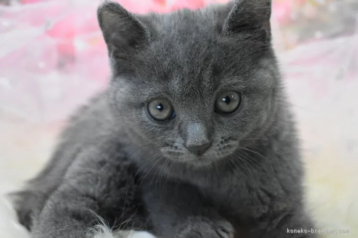 ID:2106-01274の子猫