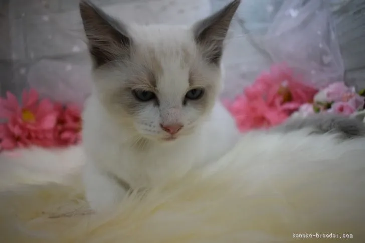 ID：2009-00720の子猫