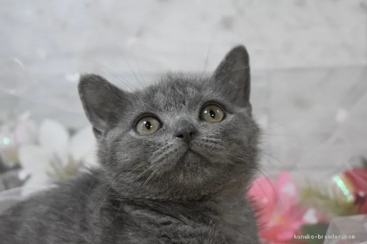 ID:2011-00304の子猫
