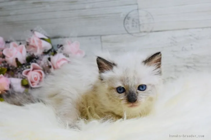ID：2003-00671の子猫