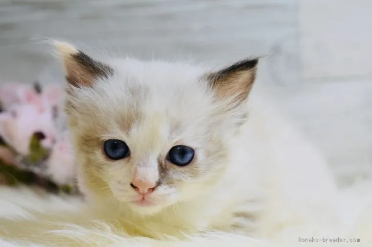 ID：2003-00672の子猫