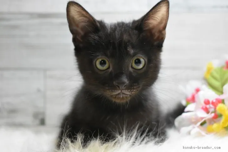 ID：2004-00381の子猫