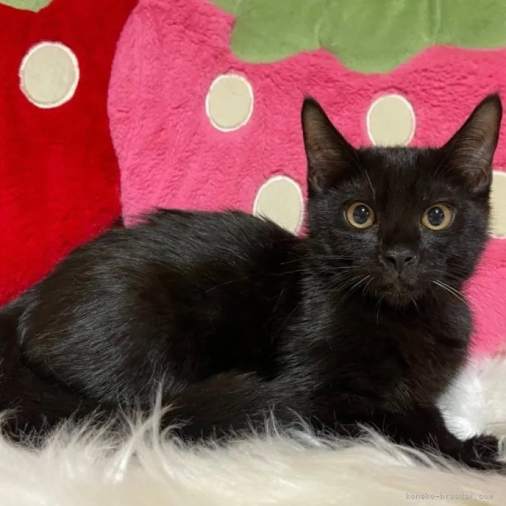 ID:2305-02221の子猫