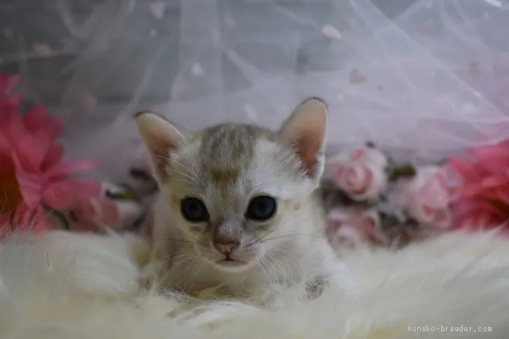ID:2008-01850の子猫