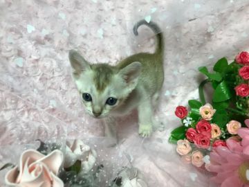 シンガプーラ【兵庫県・男の子・2018年5月31日・セピアアグーティ】の写真「明るく可愛い♡」