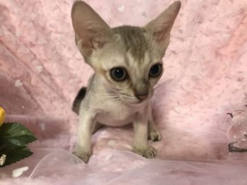 シンガプーラ【兵庫県・男の子・2018年6月9日・セピアアグーティ】の写真「大きなアーモンドアイ！」