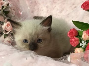 ラグドール【兵庫県・男の子・2018年3月8日・シールポイント】の写真「ふわふわ可愛い♡」