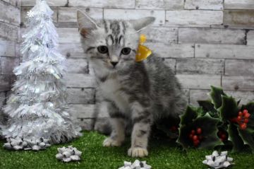 アメリカンショートヘア【兵庫県・女の子・2018年8月31日・シルバーパッチドタビー】の写真「可愛い子です♡」