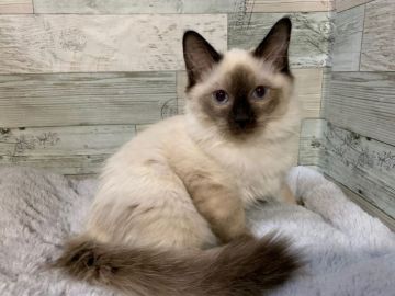 ラグドール【兵庫県・男の子・2018年10月20日・シールポイント】の写真「希少カラー」