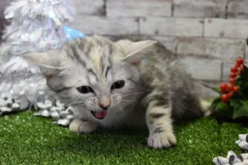 アメリカンショートヘア【兵庫県・女の子・2018年8月31日・シルバーパッチドタビー】の写真「可愛い♡」