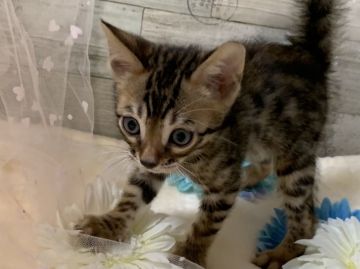ベンガル【兵庫県・男の子・2019年1月12日・ブラウンスポテッドタビー】の写真「綺麗なロゼット！」