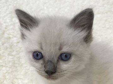 ラグドール【兵庫県・男の子・2017年10月15日・ブルーポイント】の写真「整った端正な顔立ち♡」