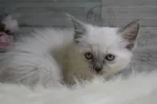 ラグドール【兵庫県・女の子・2020年3月25日・ブルーポイント】の写真1