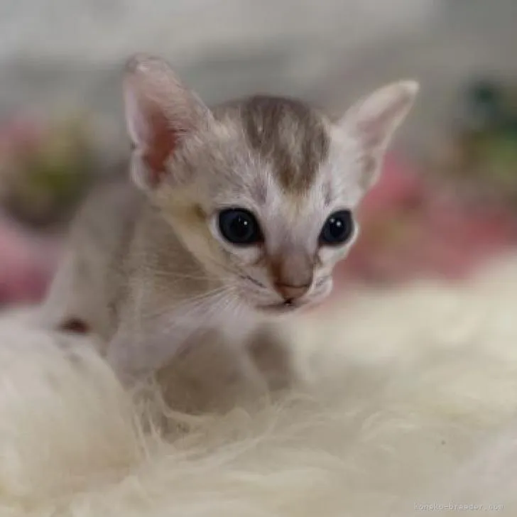 ID:2207-02830の子猫