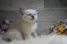 ラグドール【兵庫県・女の子・2020年3月25日・ブルーポイント】の写真2