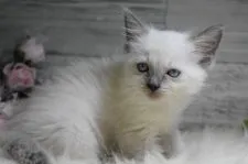 ラグドール【兵庫県・女の子・2020年3月25日・ブルーポイント】の写真3