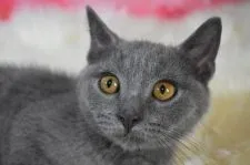 ブリティッシュショートヘア【兵庫県・男の子・2020年3月3日・ブルー】の写真4