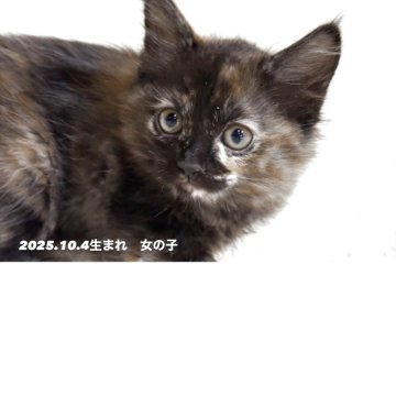 MIX【兵庫県・女の子・2025年10月4日・トライ（中毛）】の写真「活発で元気な女の子」