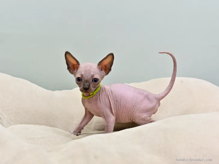 ID:2009-00589の子猫
