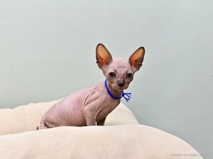 ID:2009-00585の子猫