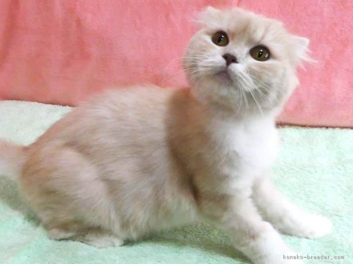スコティッシュフォールド【・女の子・2023年5月5日・クリーム&amp;ホワイト】