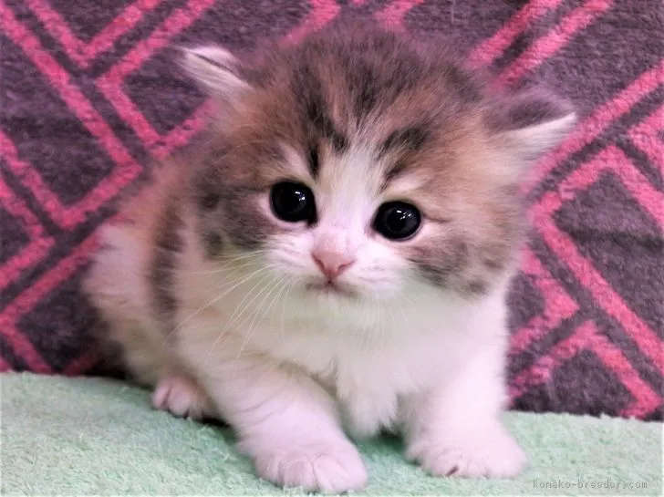 ID:1810-00168の子猫