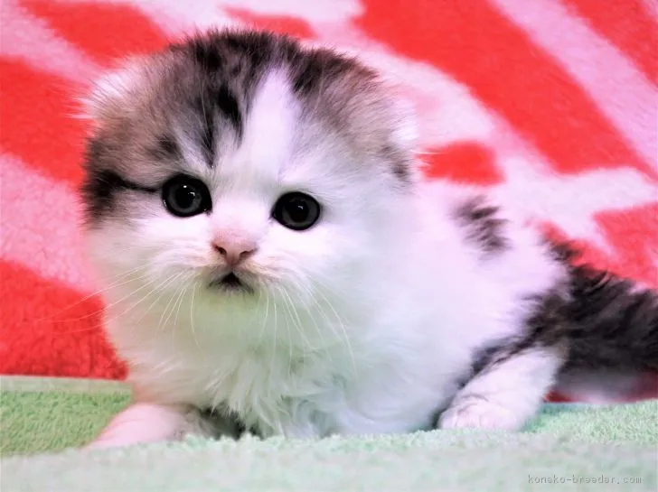 ID：1811-01563の子猫
