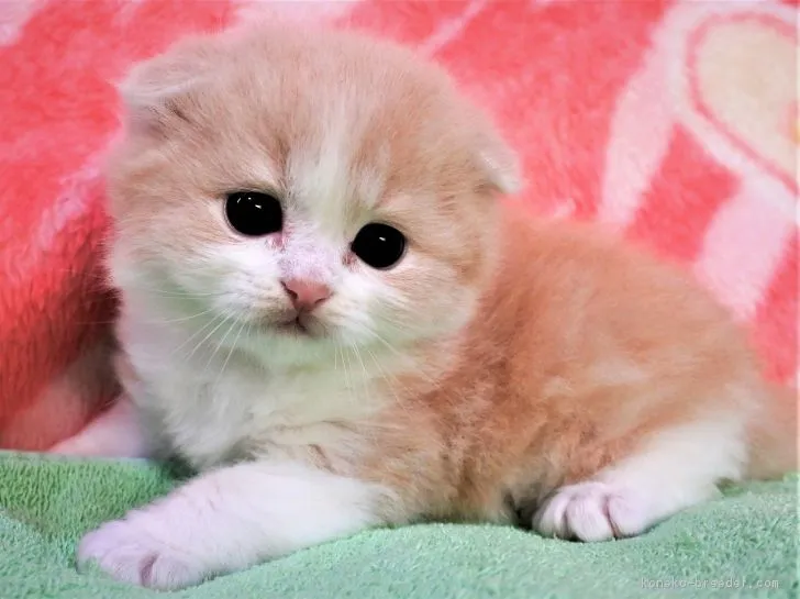 ID:1901-00081の子猫