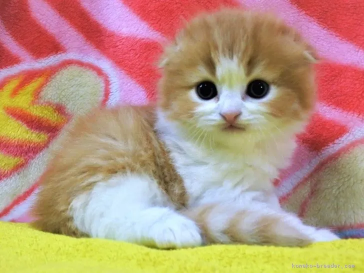 ID:1902-00267の子猫