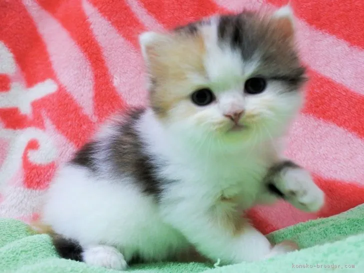 ID:1808-00043の子猫