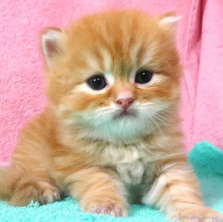 ID：2406-00522の子猫