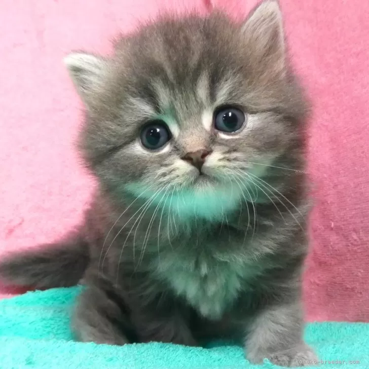 ID：2409-02551の子猫