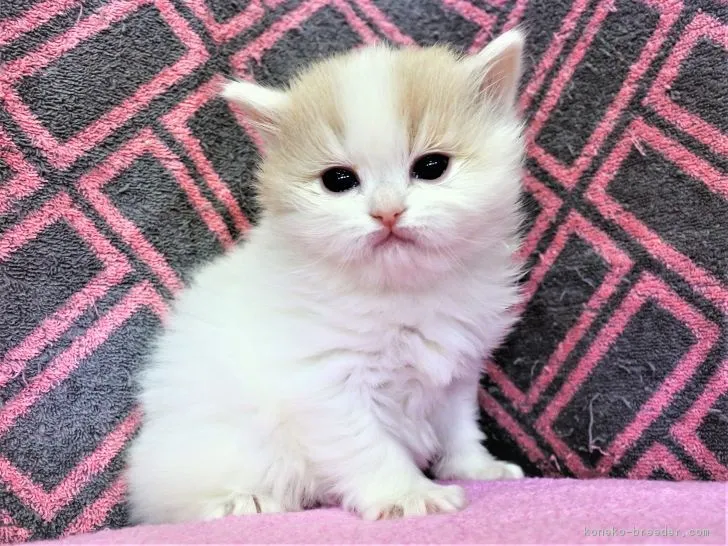 ID:1901-01388の子猫