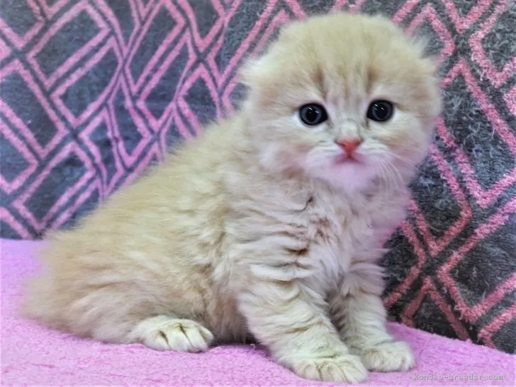 ID：1902-00617の子猫