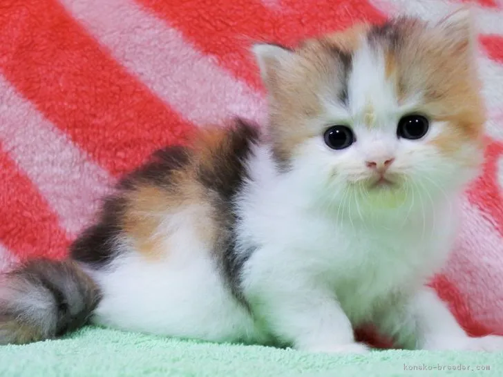 ID:1808-00041の子猫