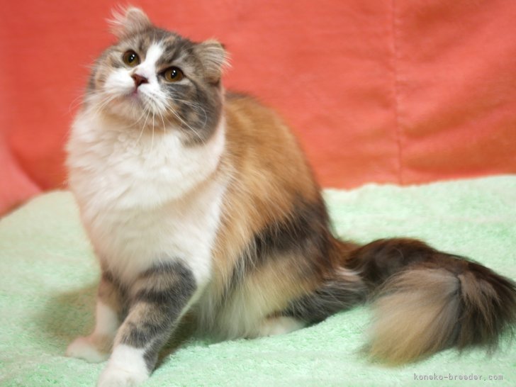 スコティッシュフォールド【・女の子・2023年12月20日・ダイリュートキャリコ】