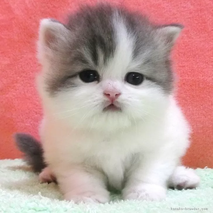 ID:2409-02799の子猫