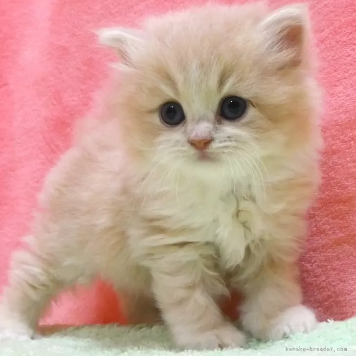 ID:2410-02687の子猫