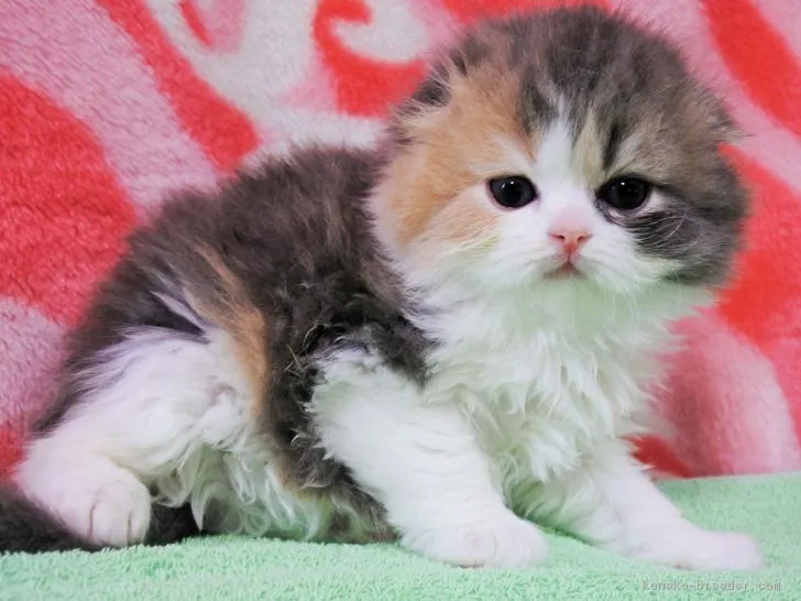 ID：1805-01592の子猫