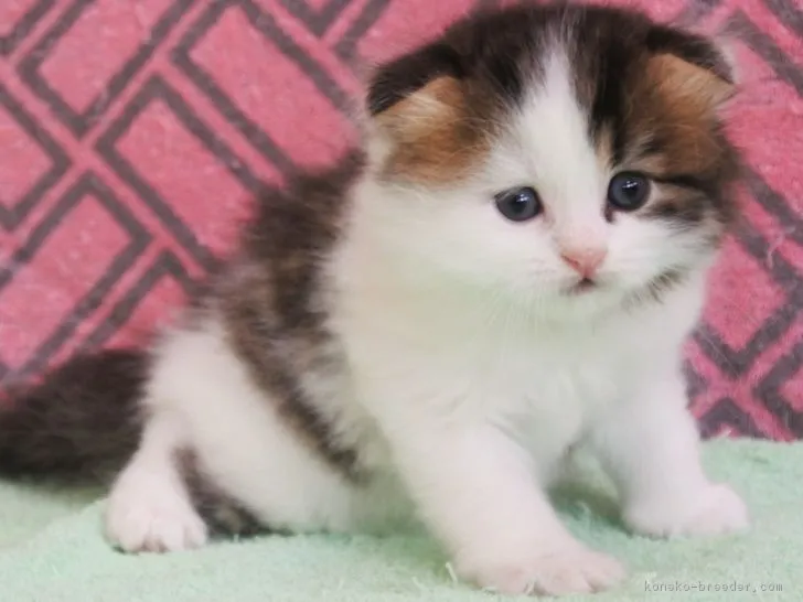 ID:1806-00518の子猫