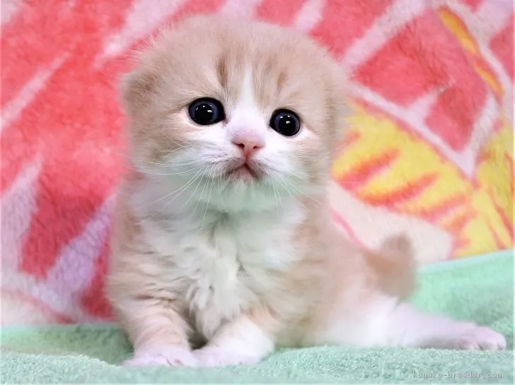 ID:1811-01274の子猫