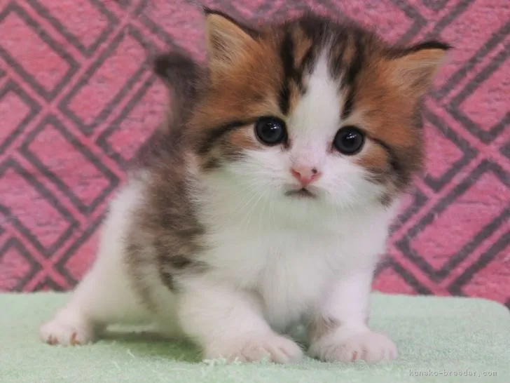 ID：1806-00515の子猫