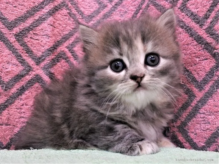 ID:1810-01023の子猫