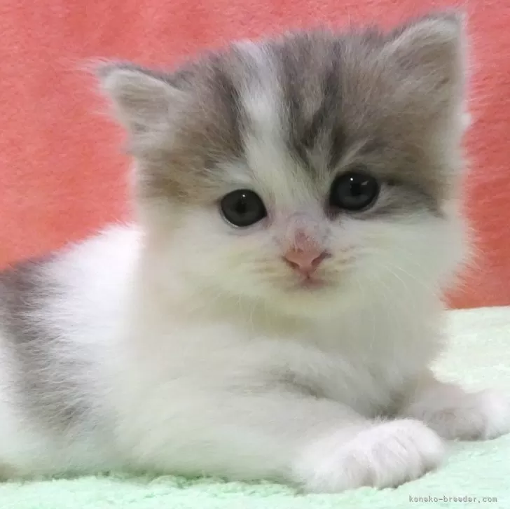 ID:2407-02142の子猫