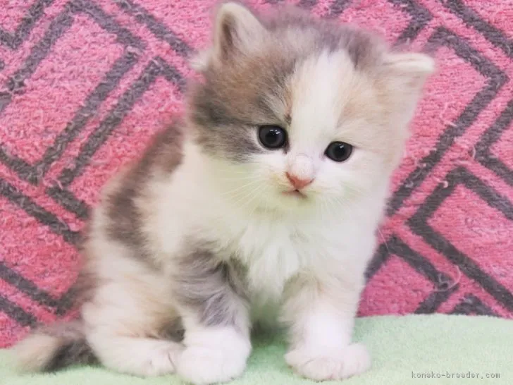 ID:1806-01506の子猫
