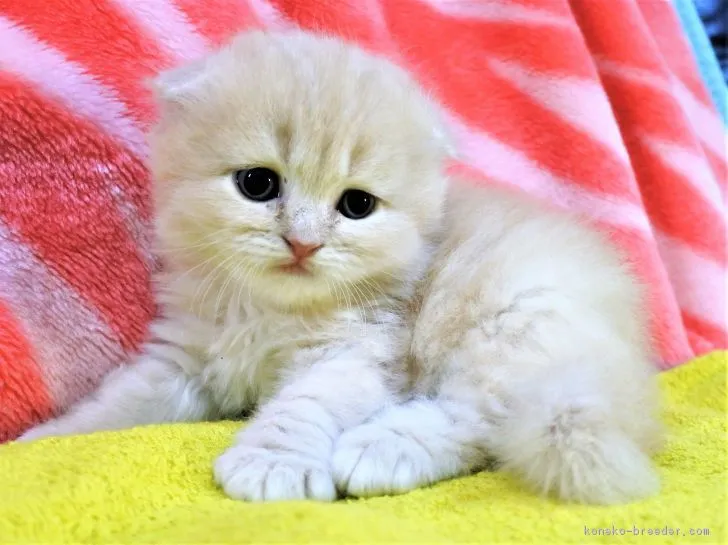 ID:1902-00266の子猫