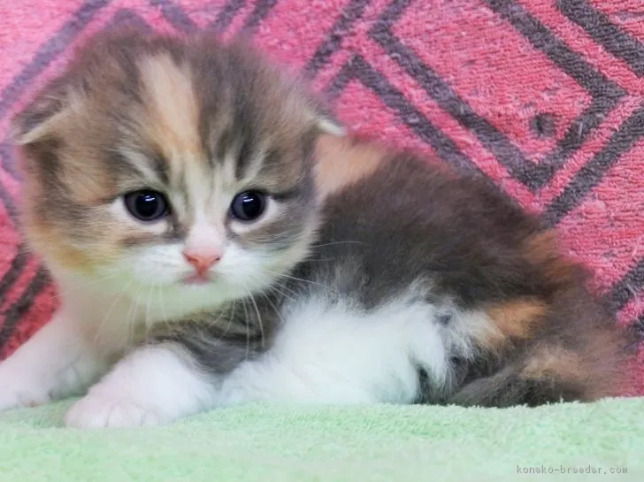 ID:1807-00628の子猫